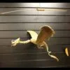 Handcrafted wooden dragon mobile suspended in flight against sleek black panel background.