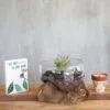 Succulent Glass Terrarium Wood Base - Minimalist Natural Decor Molten Glass on Wood - Open Lrg Bowl