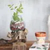 A glass terrarium with green plants on driftwood beside a patterned terracotta candle pot and book.
