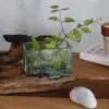 A small green plant in a glass container with stones, placed on rustic wood beside a terracotta pot.