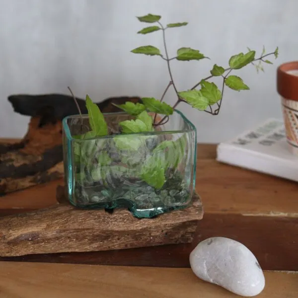 A small green plant in a glass container with stones, placed on rustic wood beside a terracotta pot.