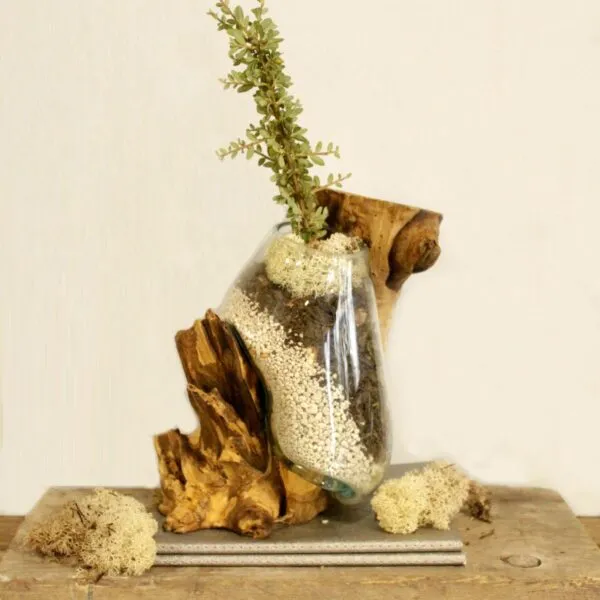 Glass Vase Driftwood Planter Brown - Pebbles Soil Moss Layers Glass vase set in driftwood with layered pebbles, soil, moss, and a small green plant.