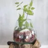 A small glass terrarium with green plant and colourful stones on a rustic wooden base.