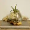 A glass terrarium with an air plant on driftwood, displayed atop two stacked grey books.