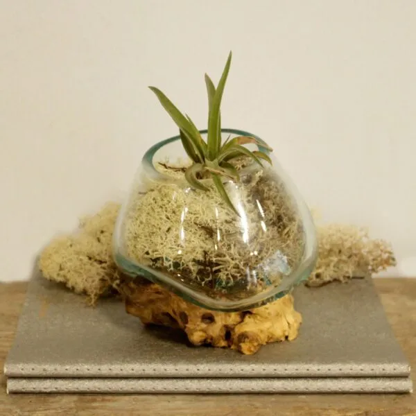 A glass terrarium with an air plant on driftwood, displayed atop two stacked grey books.