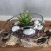 Green Purple Succulent Glass Terrarium - Driftwood Base Decor A green and purple succulent in a glass bowl with decorative stones on driftwood.