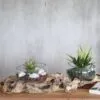 Glass Plant Bowls With Driftwood Base - Natural Green Decor Two glass bowls with small plants and driftwood on a wooden surface against a grey wall.