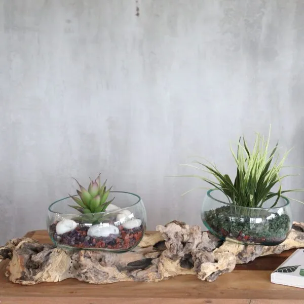 Glass Plant Bowls With Driftwood Base - Natural Green Decor Two glass bowls with small plants and driftwood on a wooden surface against a grey wall.