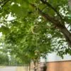 Indian Chimes - Moon Drop - 10  Bells