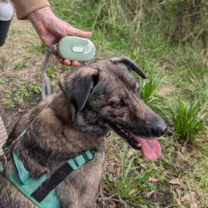bG9jYWw6Ly9tZWRpYS85Ry9HRS82MFIzMEMxSjZSVEtHRTlHL2FjM2E1YmMwLmpwZw.webp Retractable Dog Leash - Green