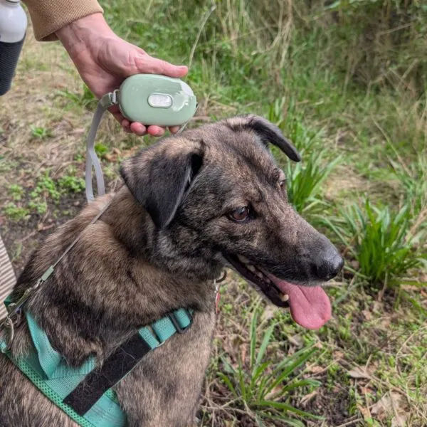 Retractable Dog Leash - Green