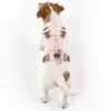 bG9jYWw6Ly9tZWRpYS85Sy84RC82MFIzMEMxSjZSVEs4RDlLLzBkYWRlMmI2LnBuZw.webp PAW - S (4-8Kg) Dog Step-in Guardian Harness with Reflective Mesh - Soft Pink - Rose Quartz Charm