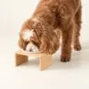 bG9jYWw6Ly9tZWRpYS85US82Qy82MFIzMEMxSjZSVjM2QzlRL2NlOGI4N2Y3LnBuZw.webp PAW Food Bowls - Large Single Ceramic in Wooden Stand - 14cm