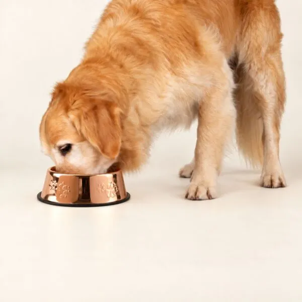PAW Food Bowls -  Single Copper Style - 22cm - Stainless Steel (304)