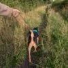 Paw Pet Leash - Elephant Strap - Brown - 2m