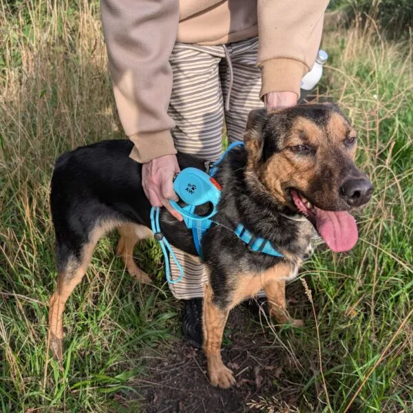 Retractable Dog Lead Blue