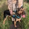 Retractable Dog Leash Blue